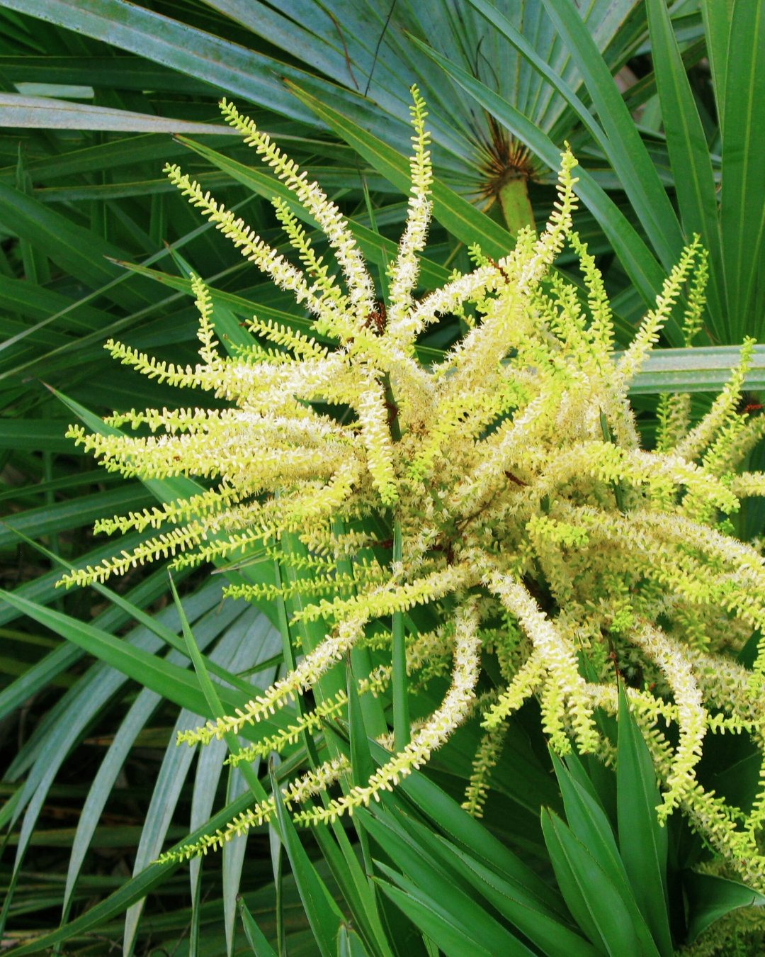 Saw Palmetto